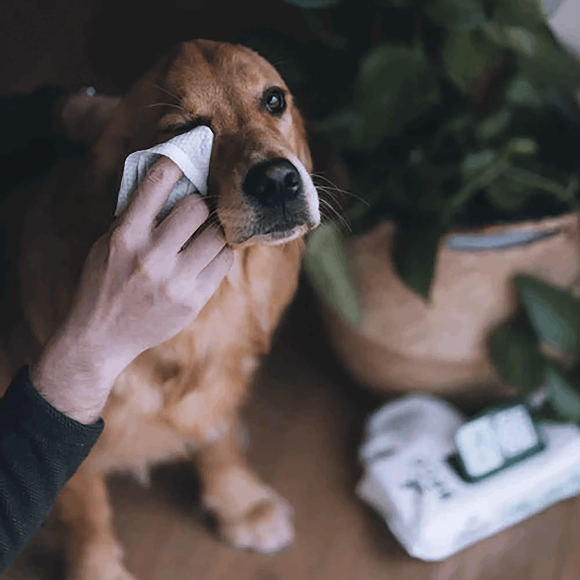 Bamboo Dog Wipes | Coconut Scented 80 Pack